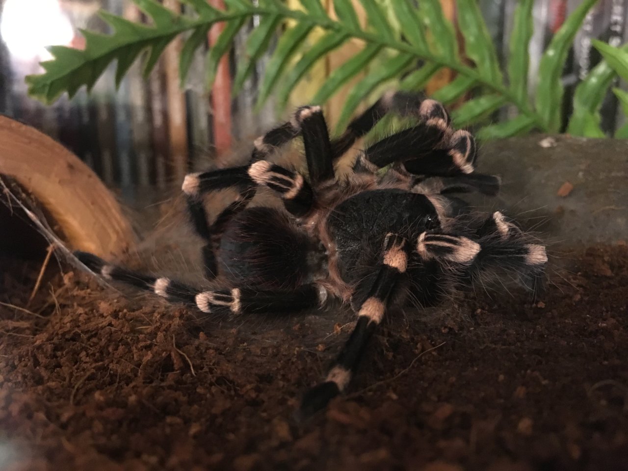 A. geniculata post-molt sensual massage