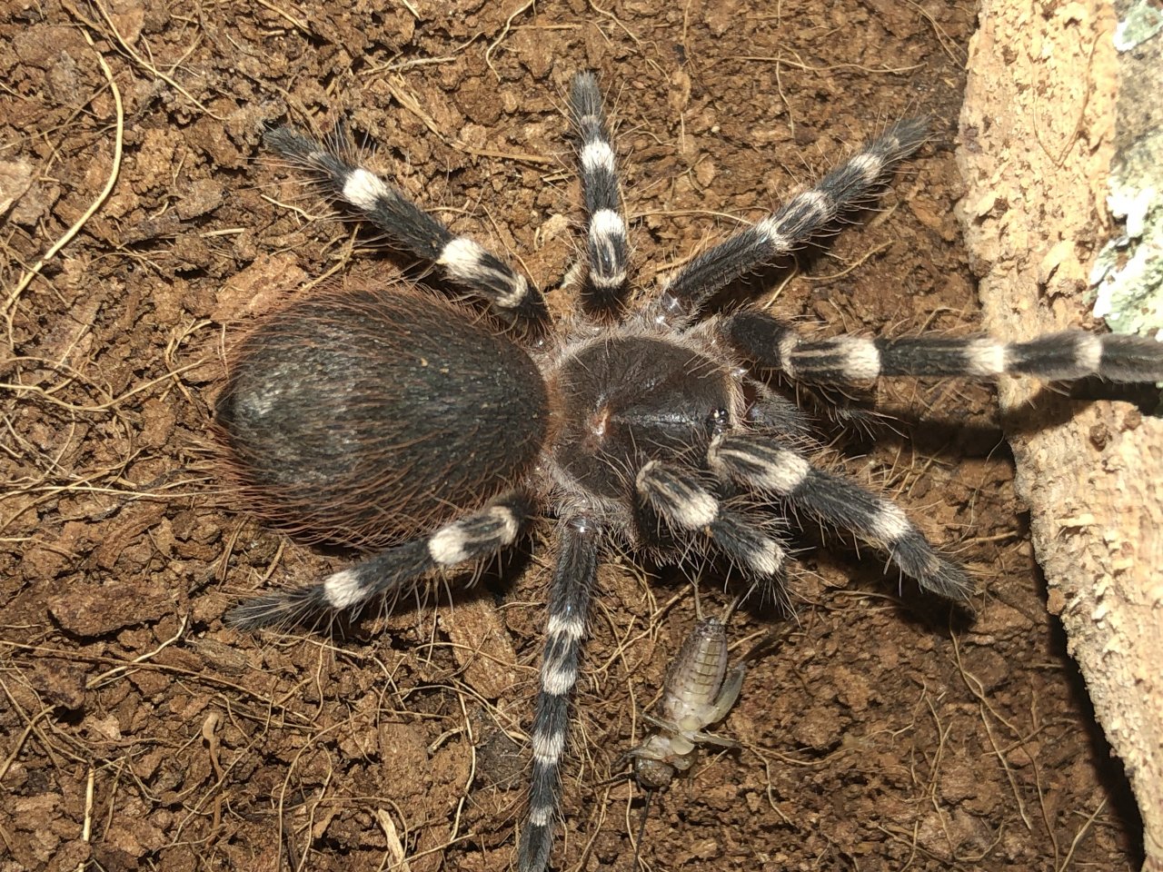 A.geniculata premoult?