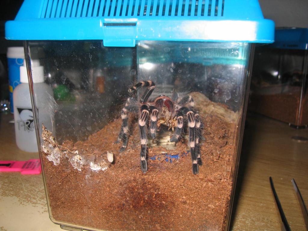 A geniculata "See? Food!"