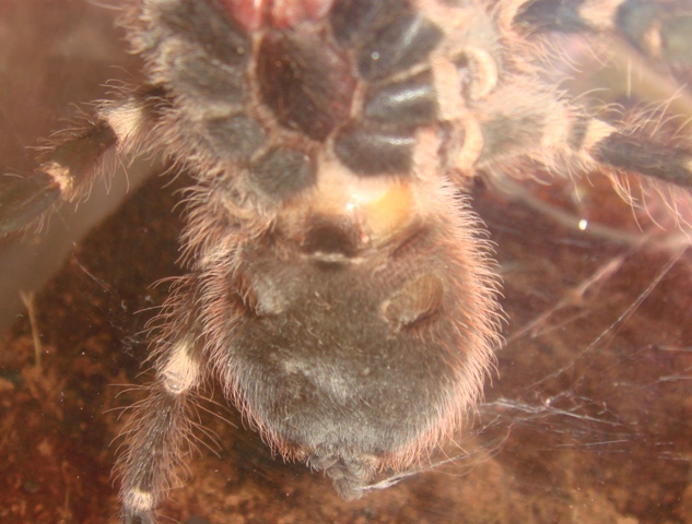 a.geniculata...sex this please..thanks