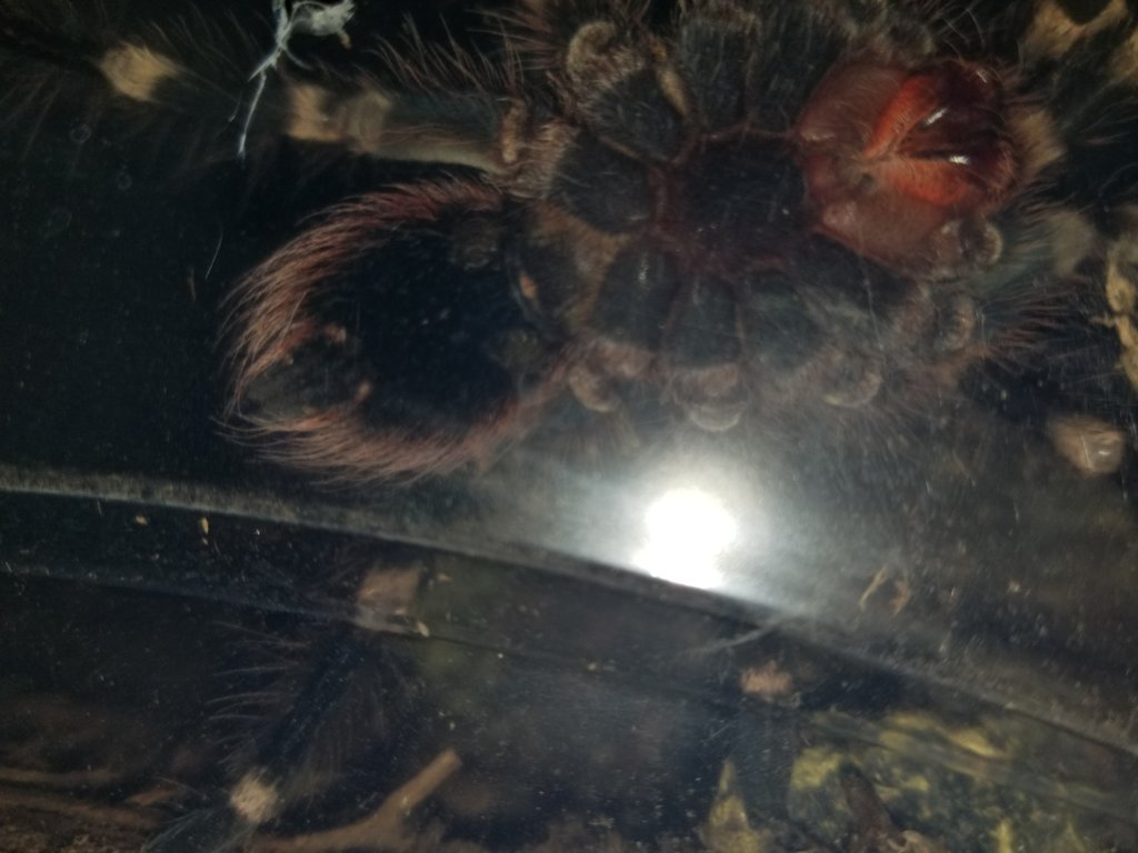 A. geniculata sex?