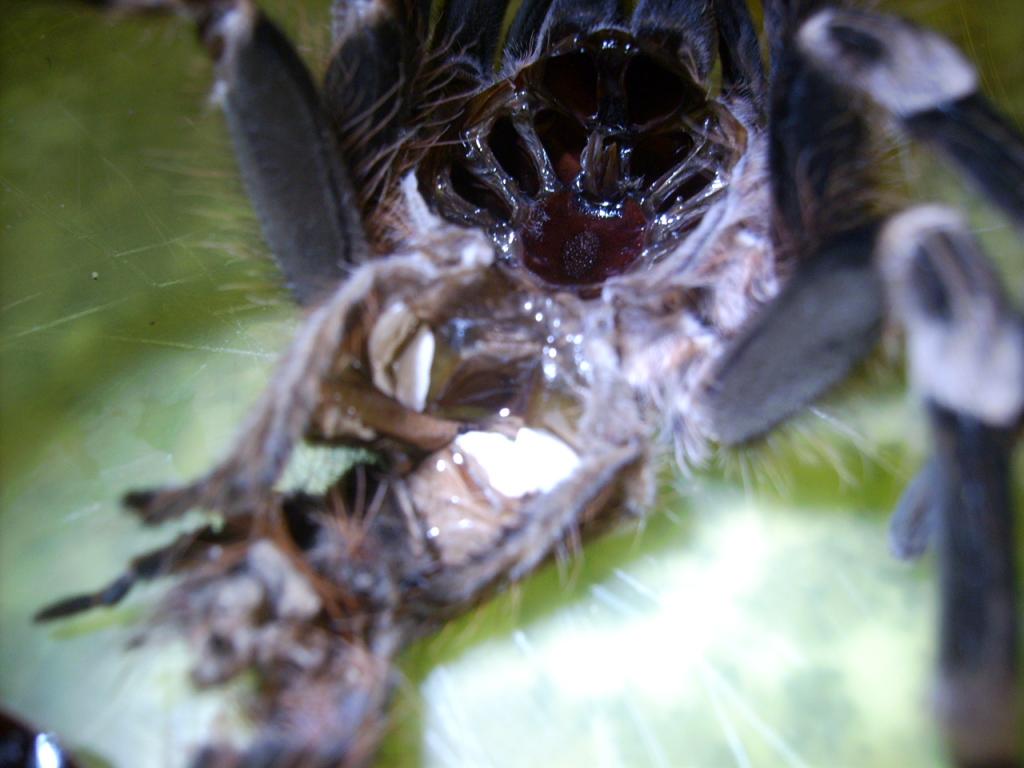 A. Geniculata Sexing