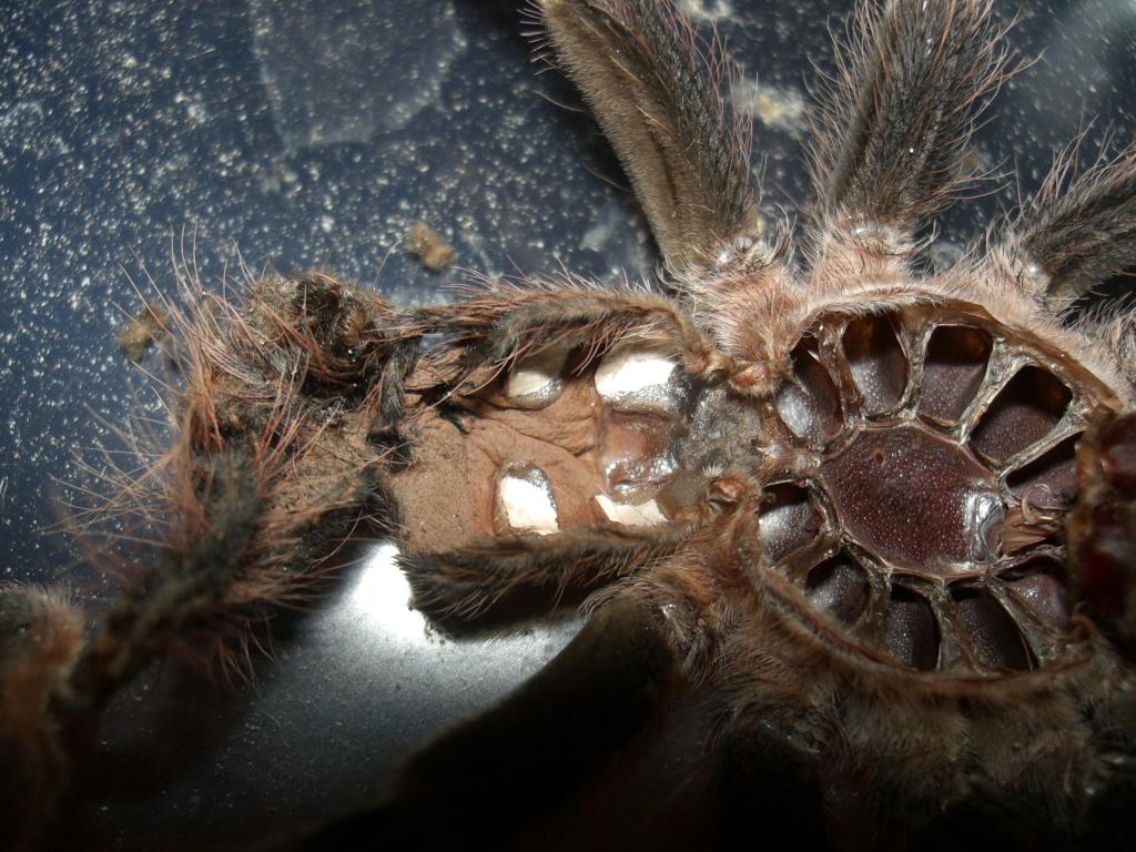 A geniculata Sexing