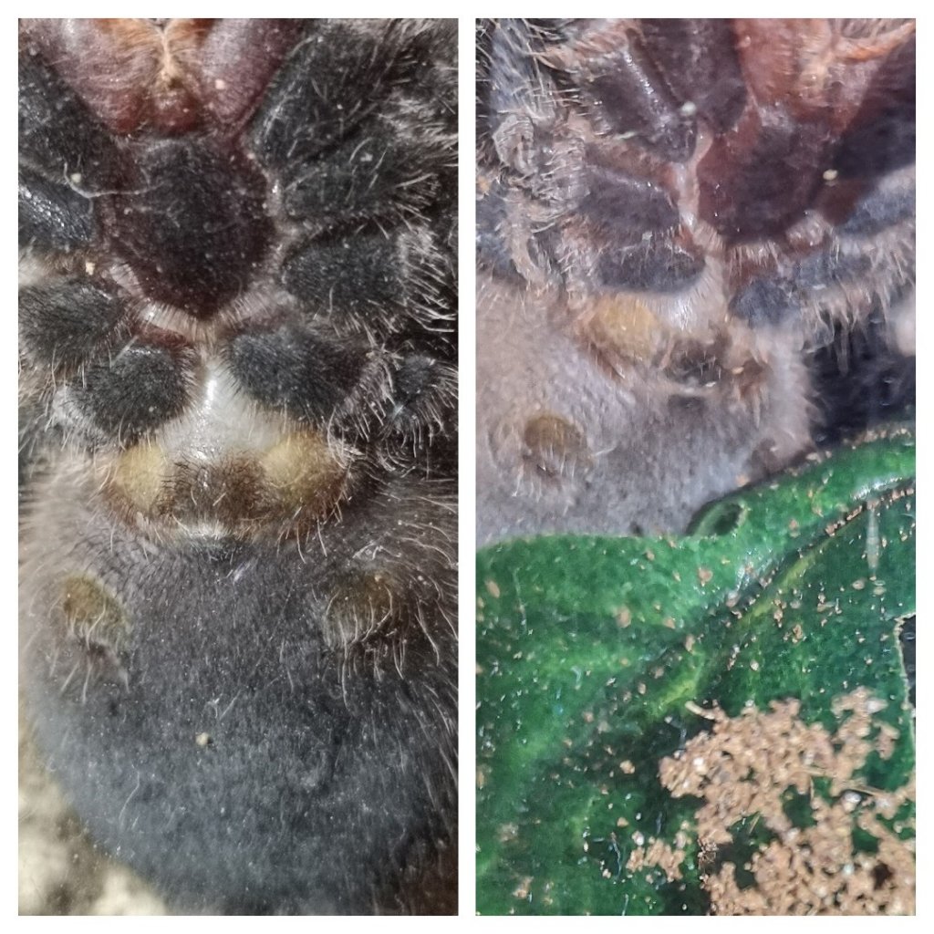 A. Geniculata sexing