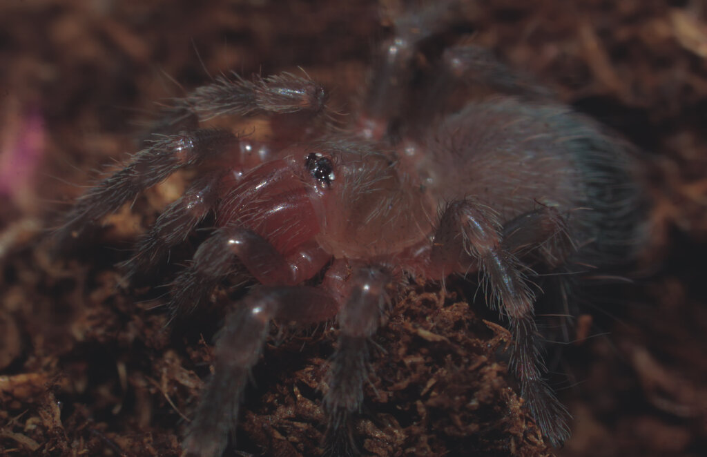 A. Geniculata sling #1