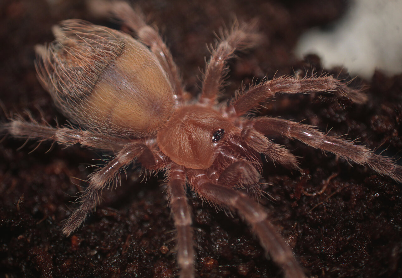 A.geniculata sling (5th instar)