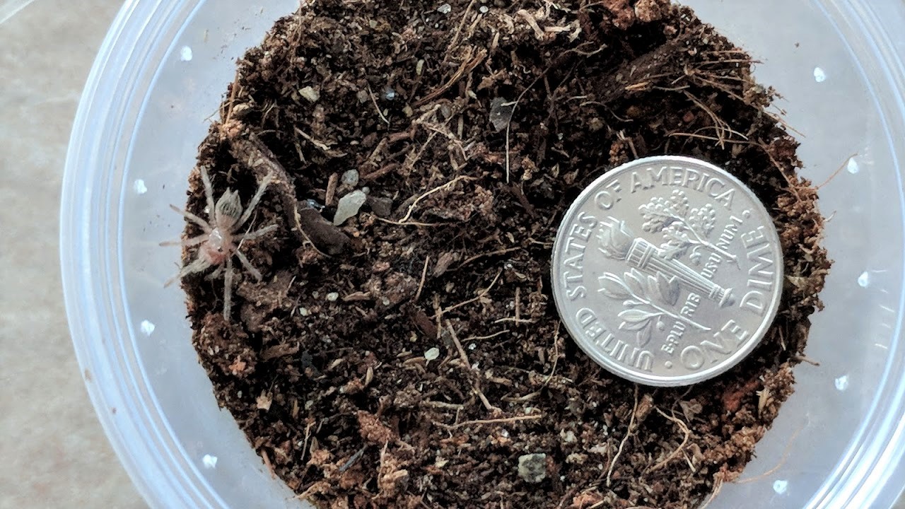 A.geniculata sling comparison