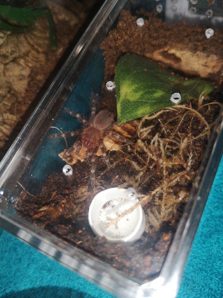 A.geniculata sling rearranging