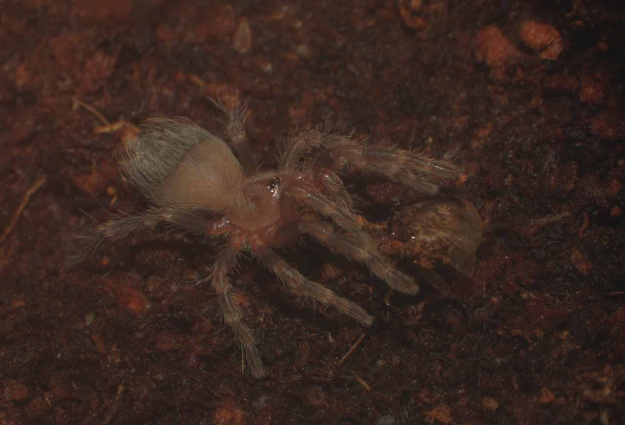 A.Geniculata sling touch