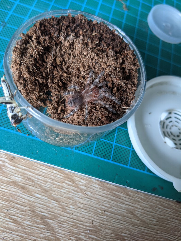 A. geniculata sling