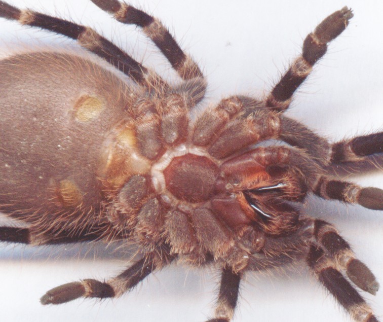 A. geniculata small juvenile