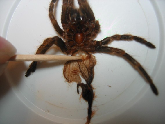 A geniculata spermathicae