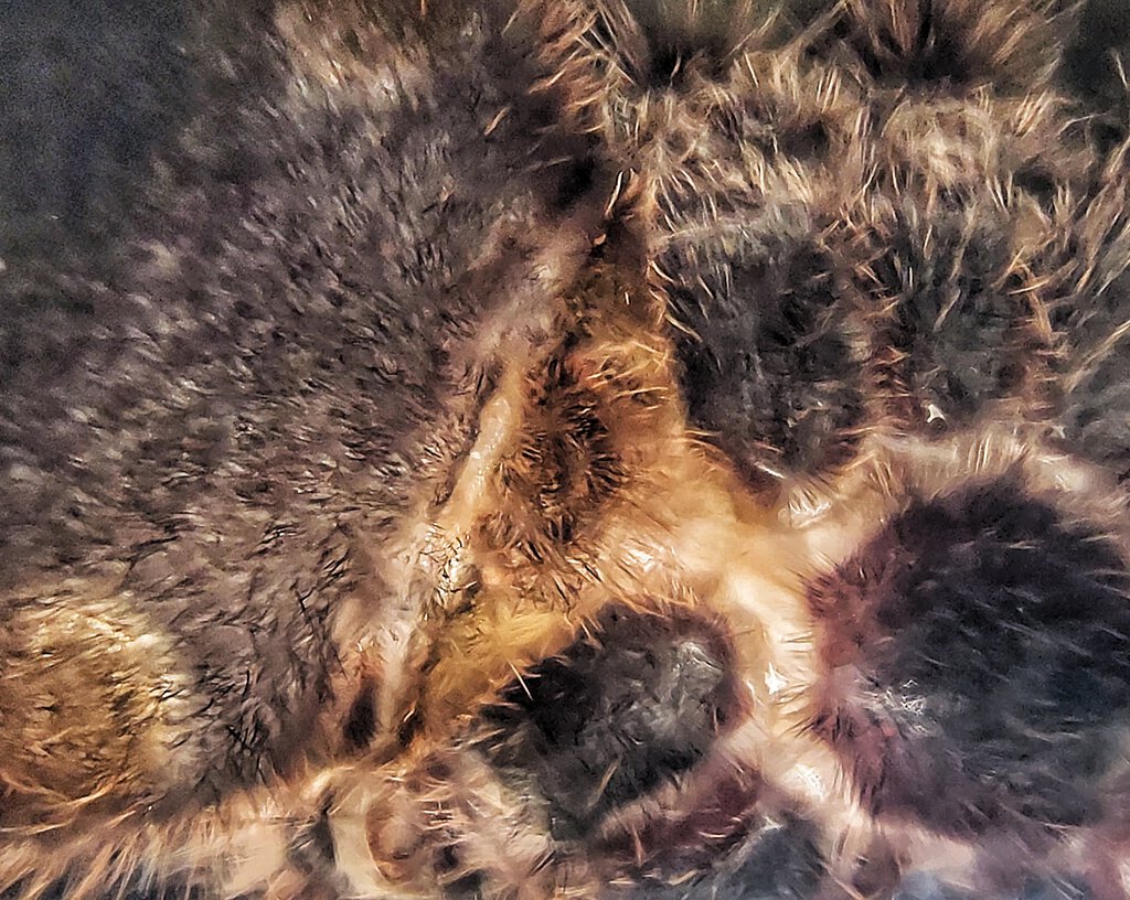 A geniculata ventral sexing