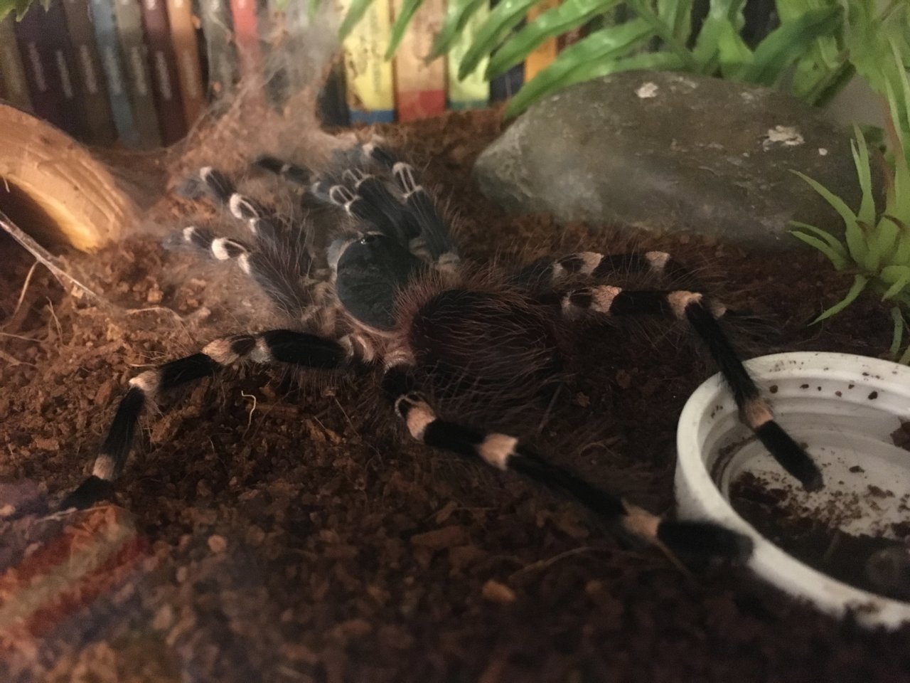 A. geniculata very lazy, never helps around the house.