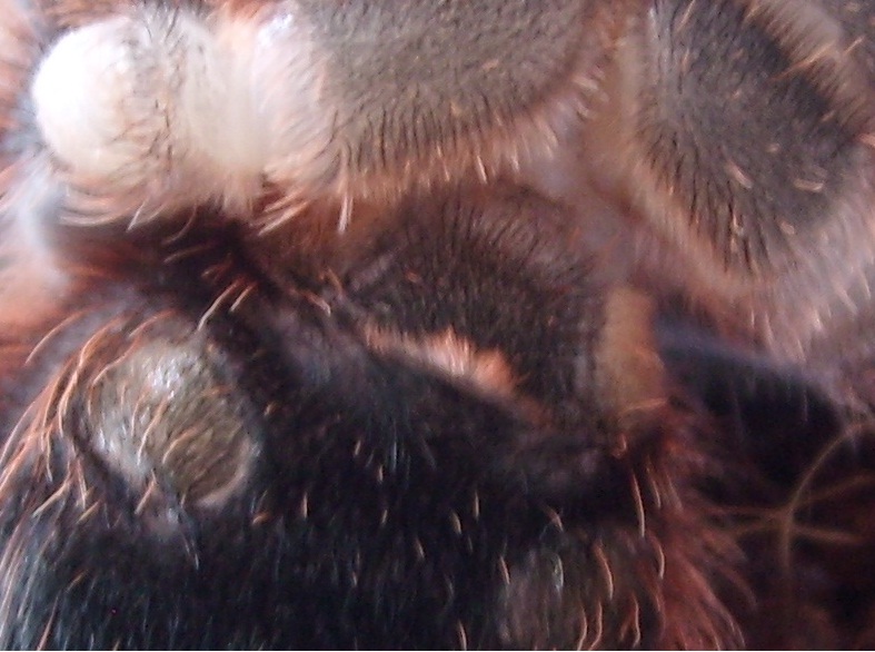 a.geniculata