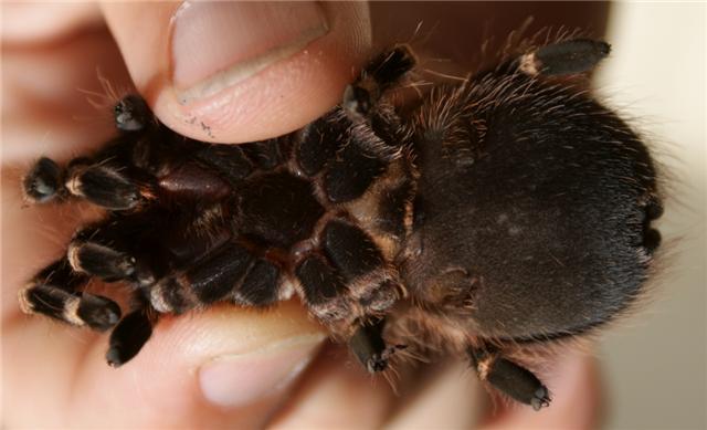 A. geniculata