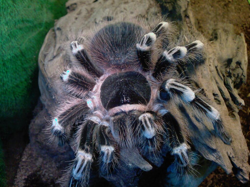 A.geniculata