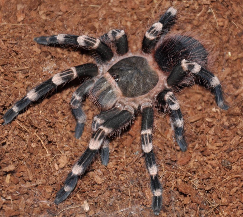 A. geniculata