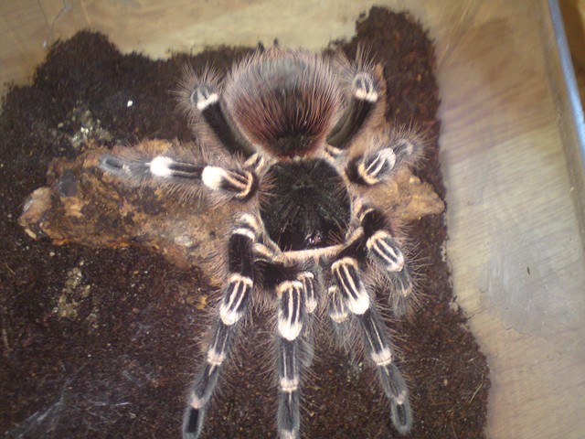 A. Geniculata?