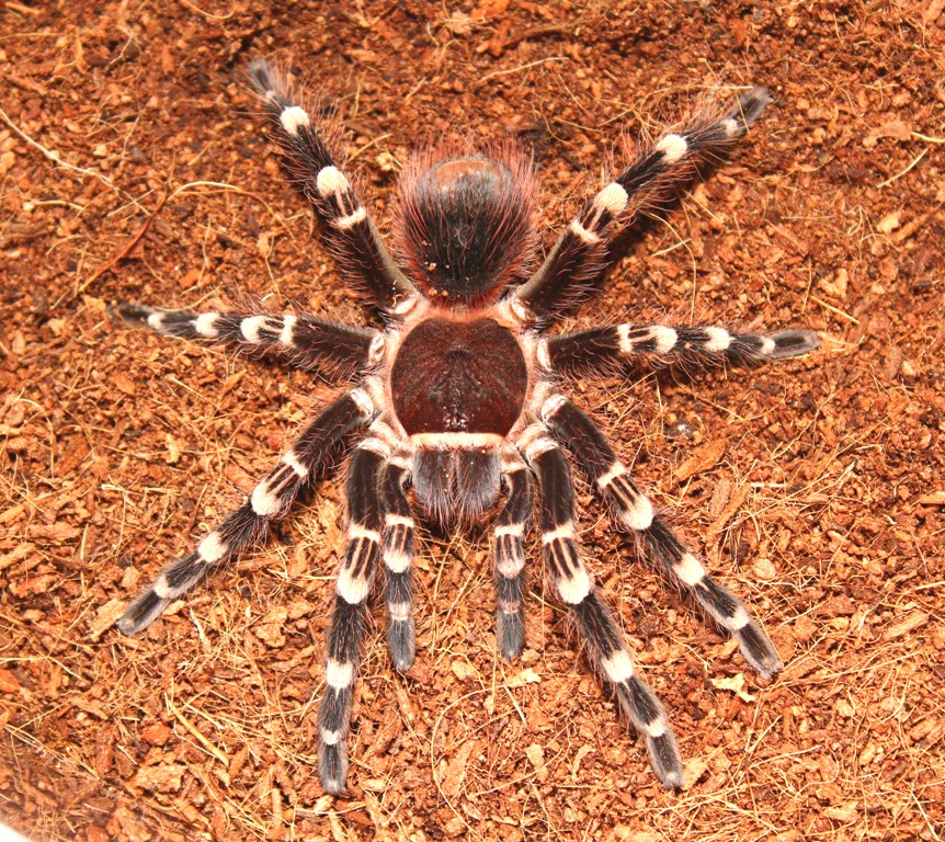 A. geniculata