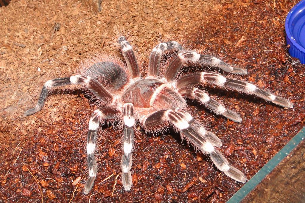 A. geniculata