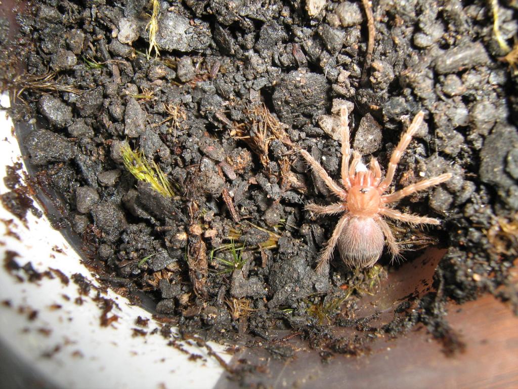 A. geniculata