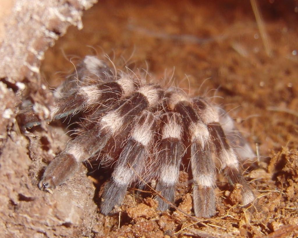 A geniculata