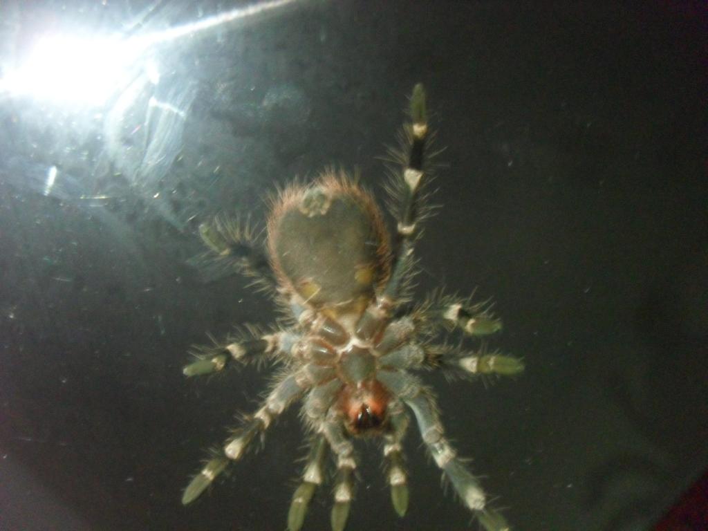 A. Geniculata