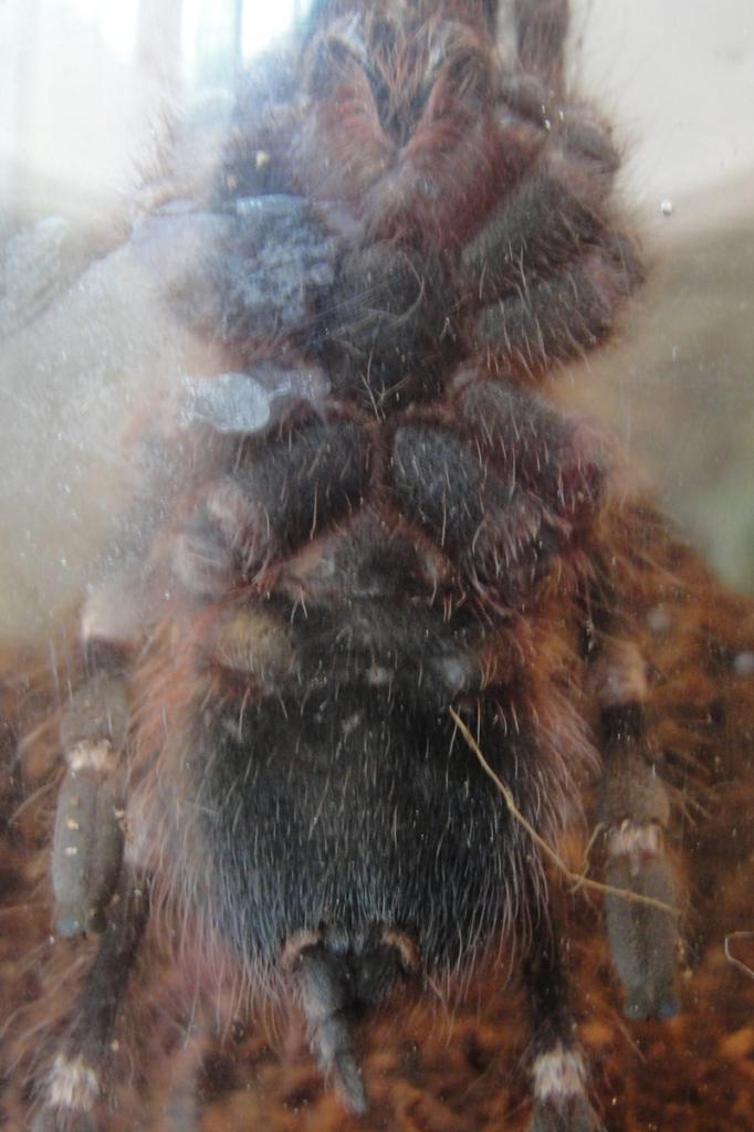 A. geniculata