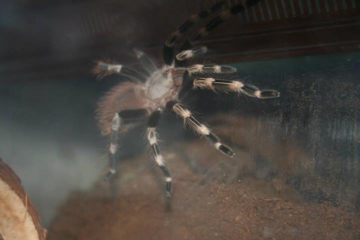 A. geniculata