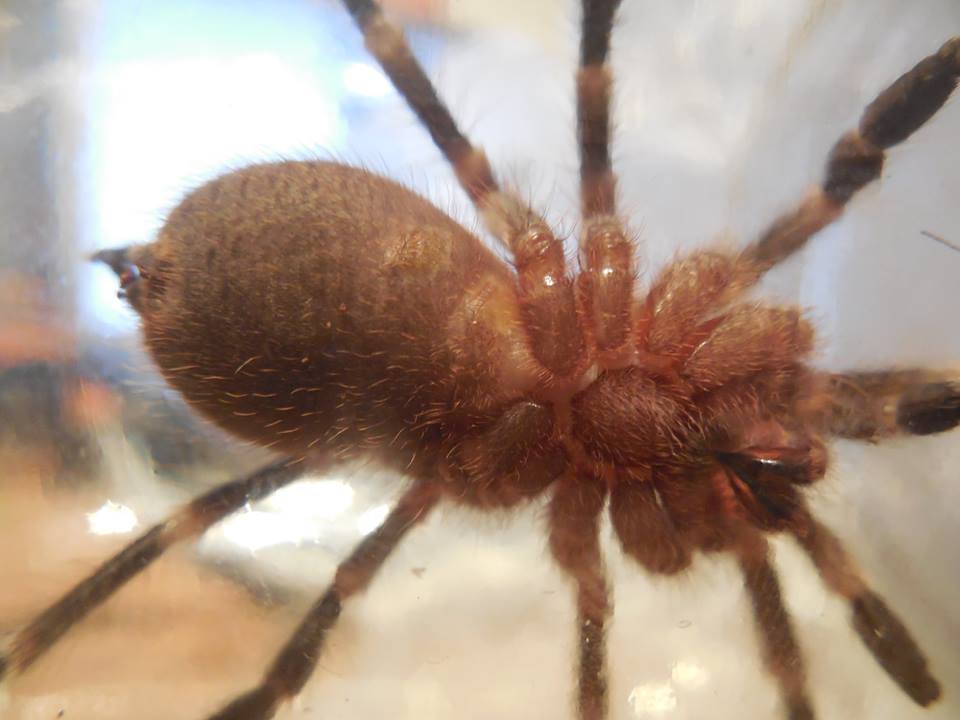 A. geniculata