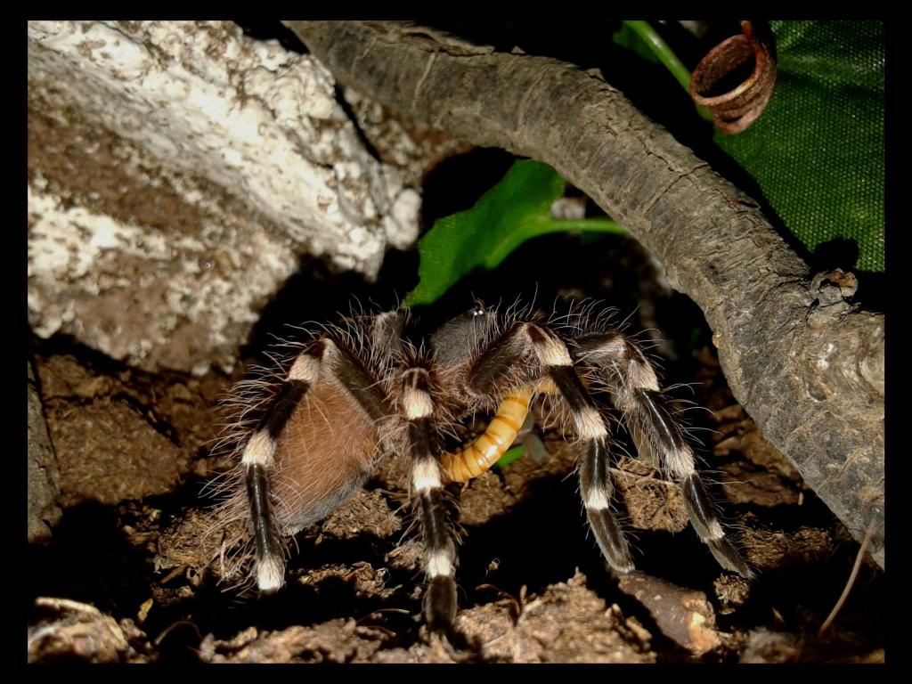 A.Geniculata