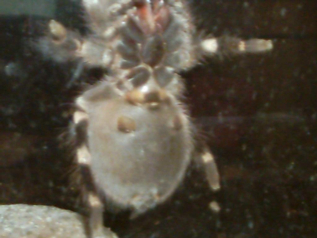 A.geniculata