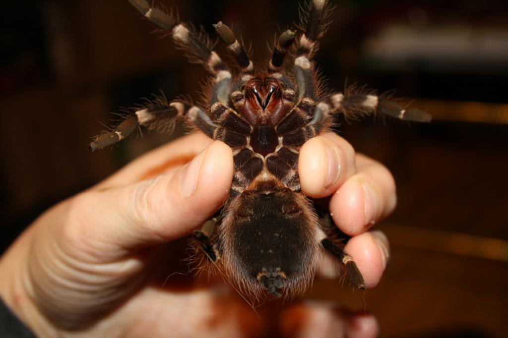 A. geniculata