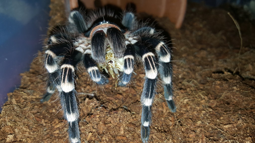 A. Geniculata