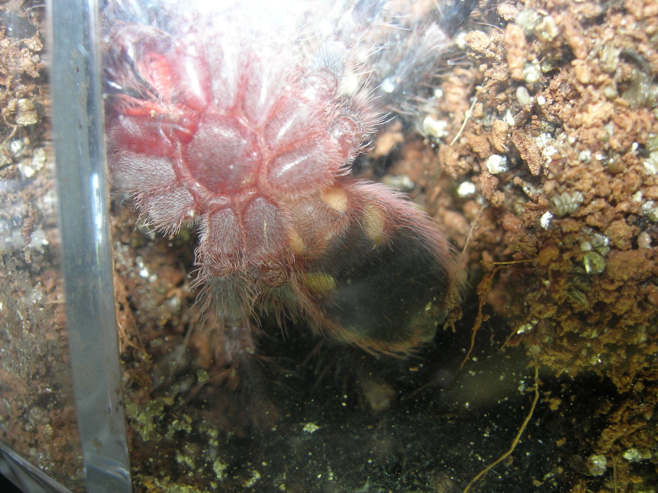 A. geniculata