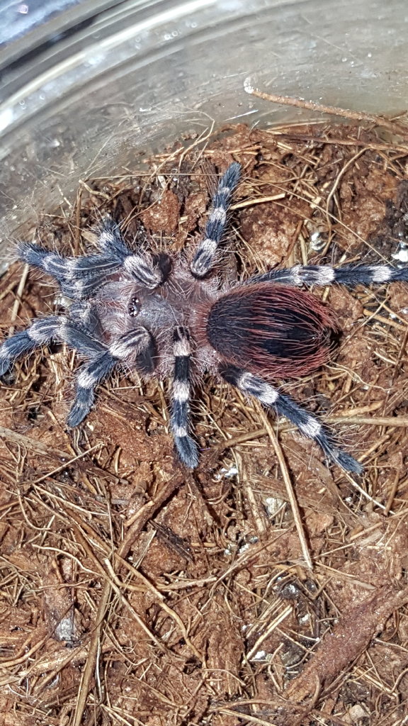 A.geniculata?