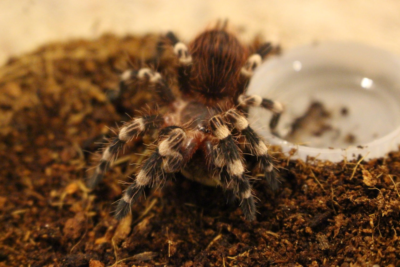 A. geniculata