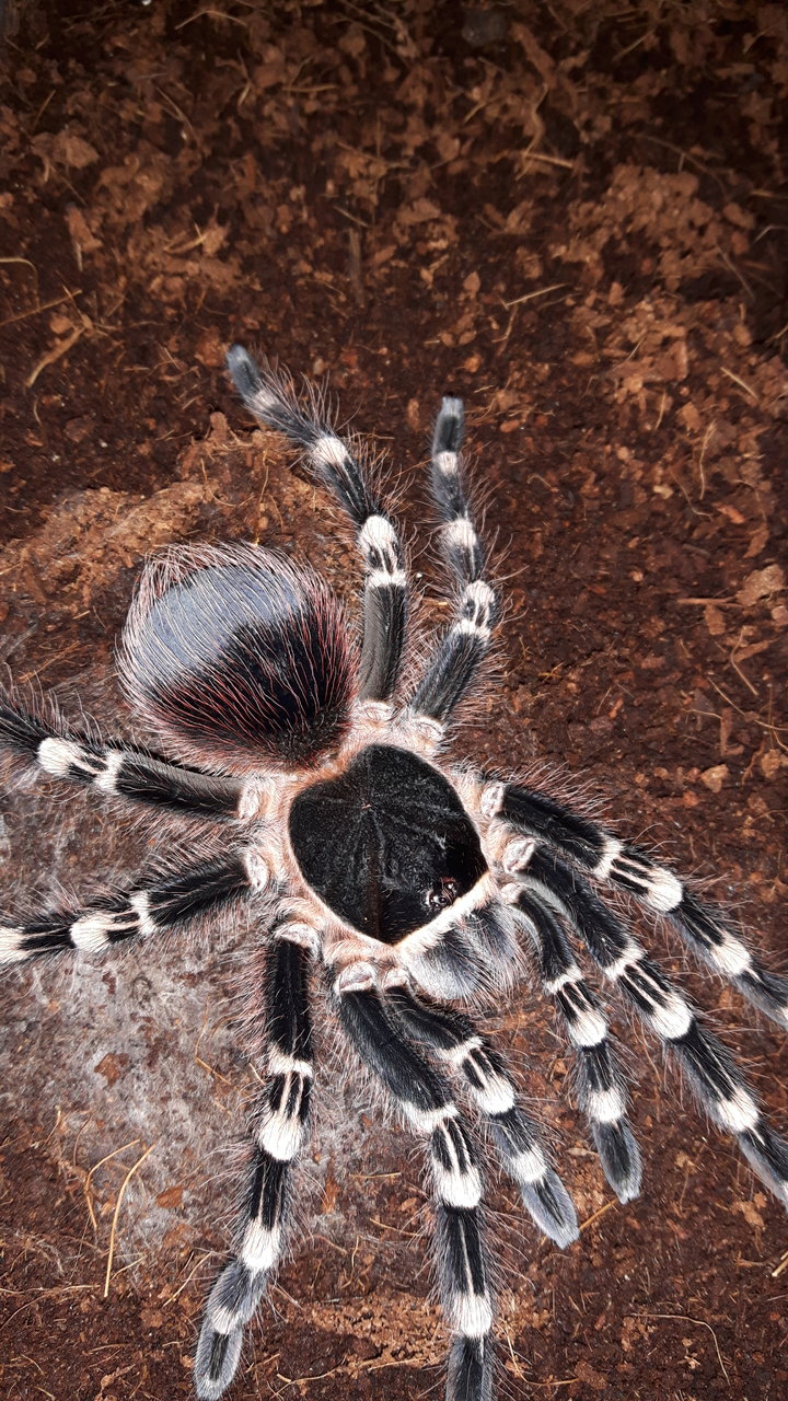 A.geniculata