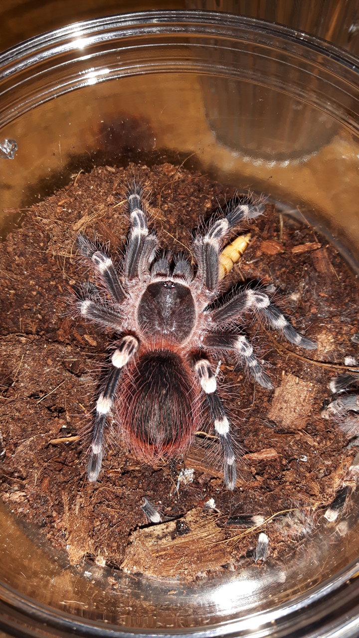 A.geniculata