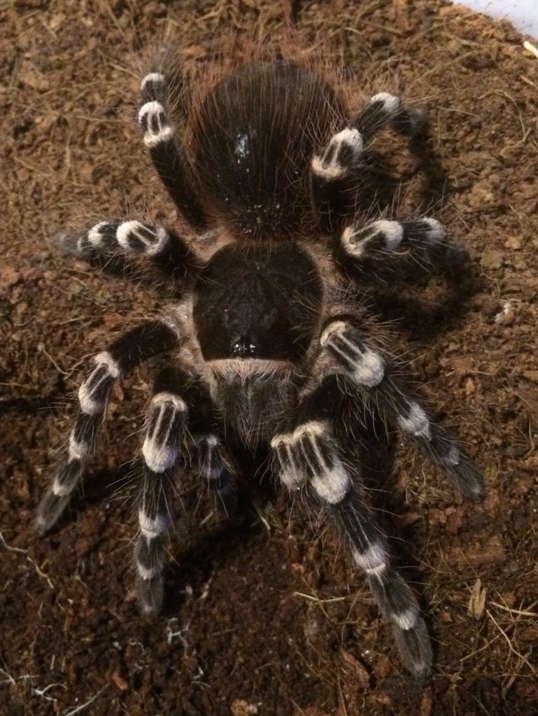 A. geniculata