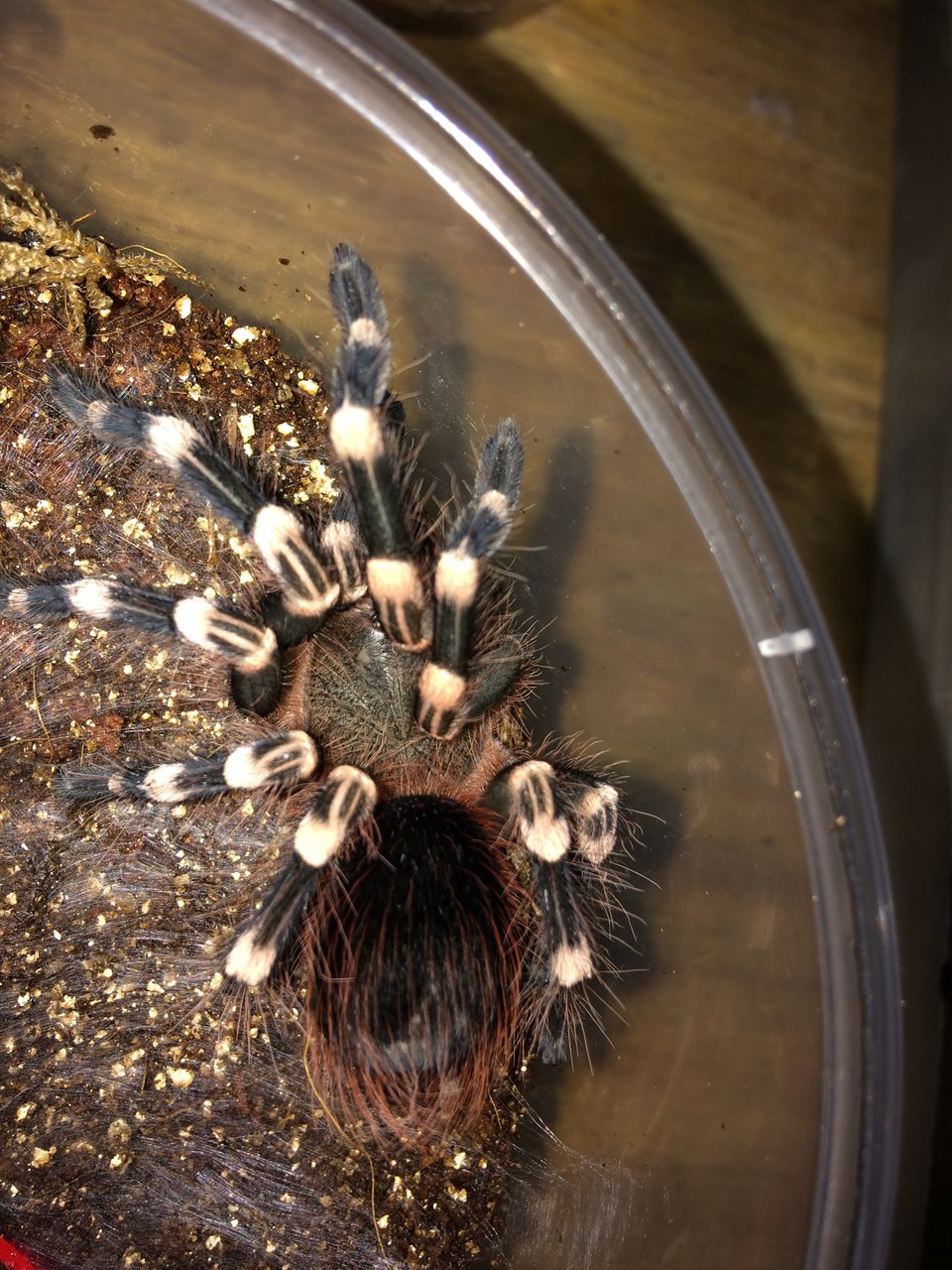 A. geniculata.