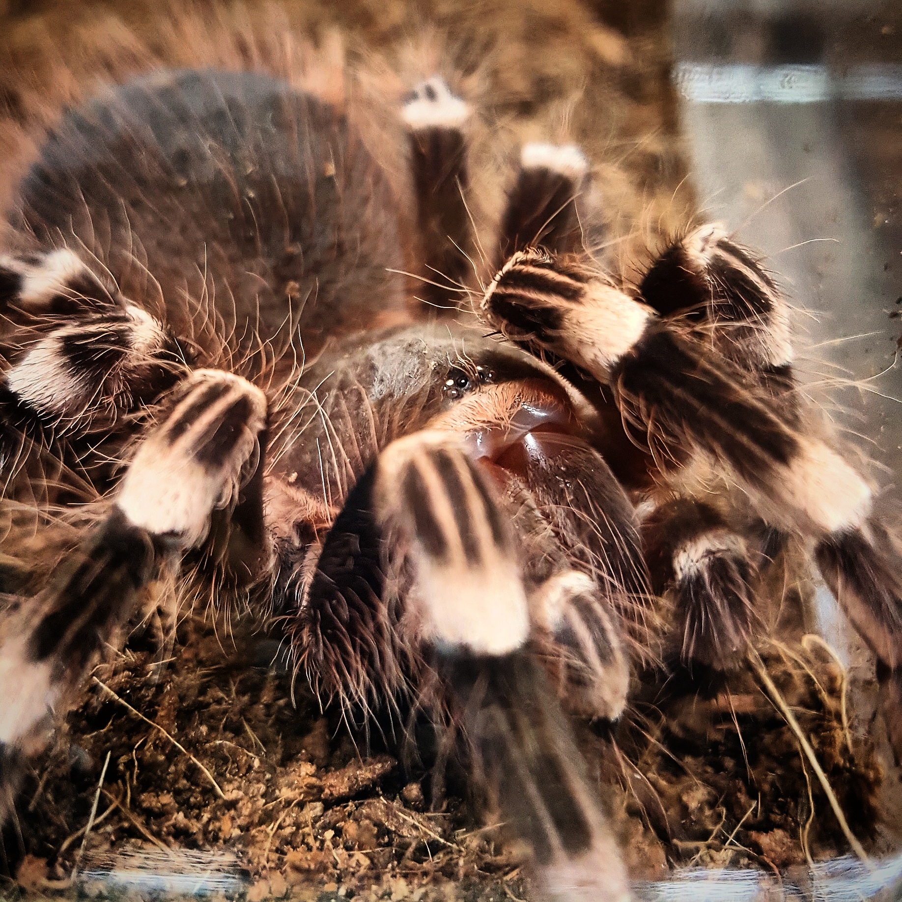 A. geniculata