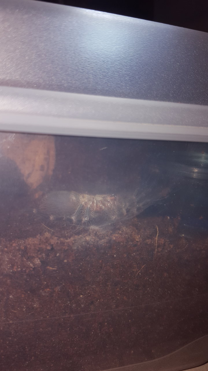 A. geniculata