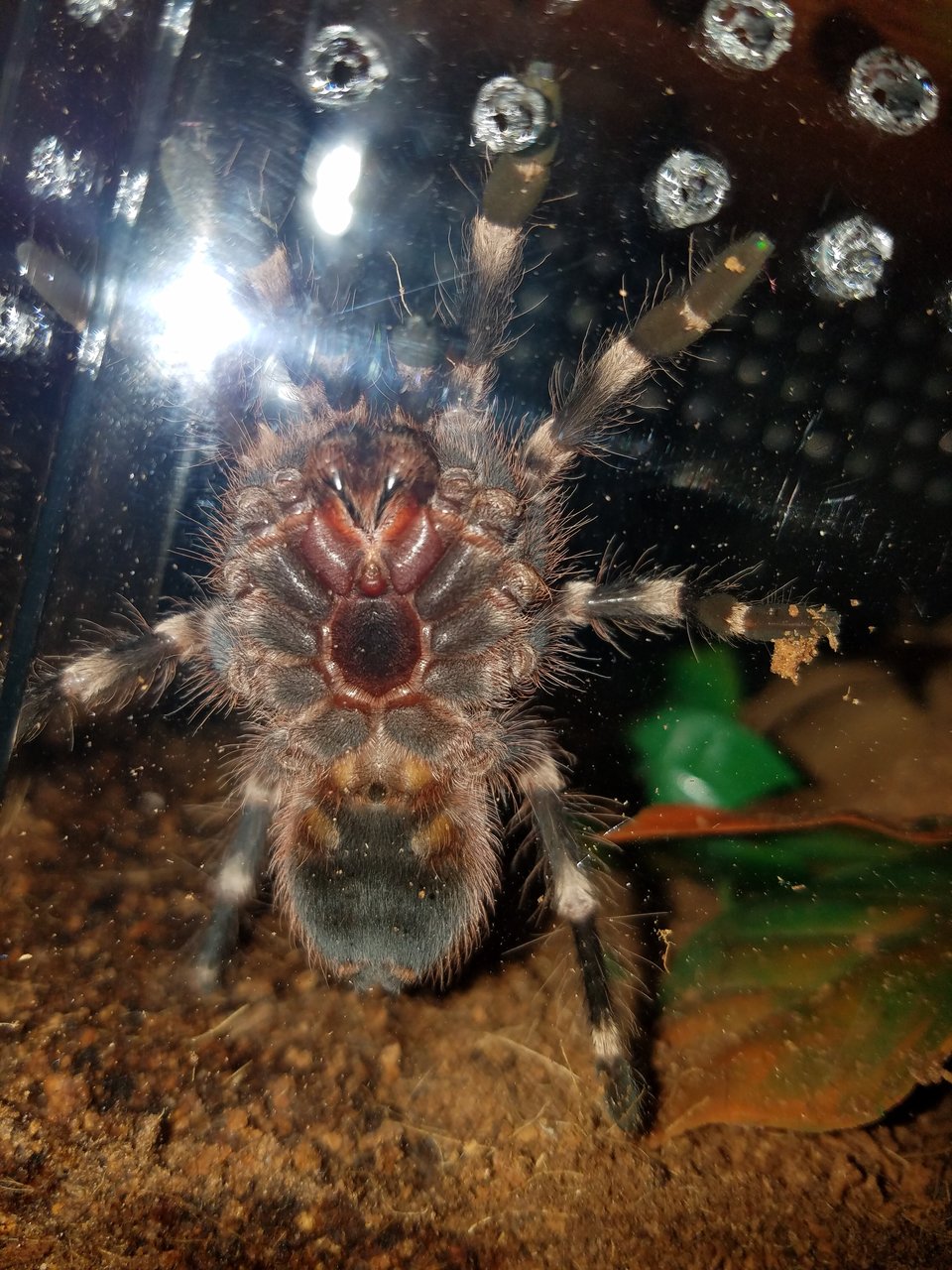 A. Geniculata