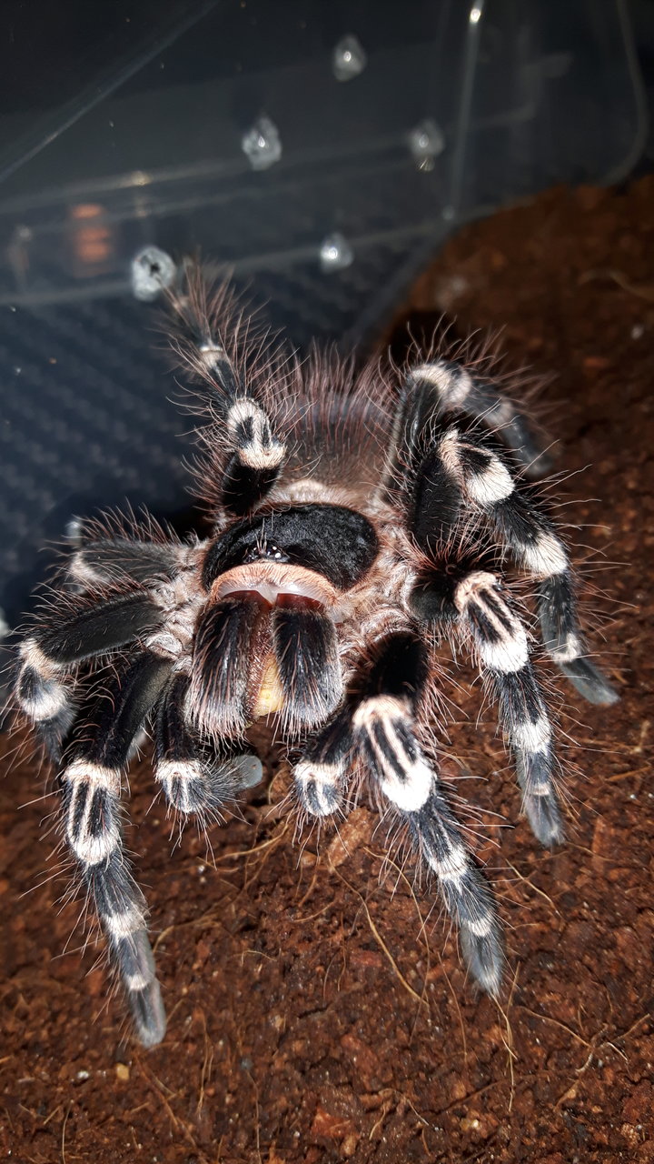 A.geniculata