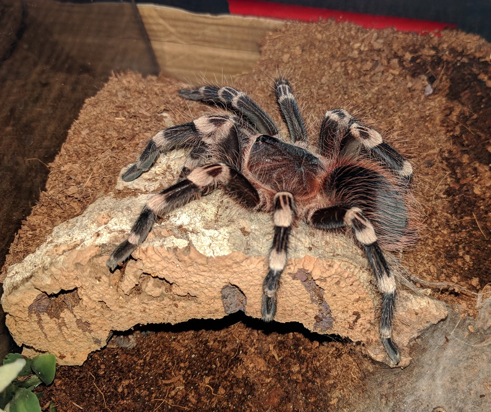 A. geniculata