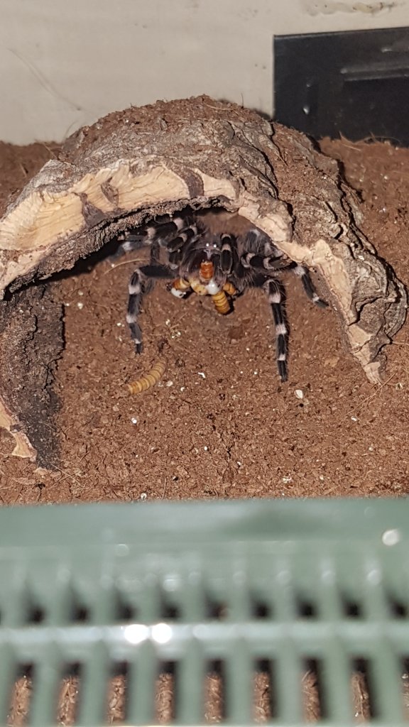 A geniculata