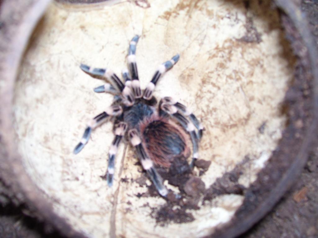 A. geniculata