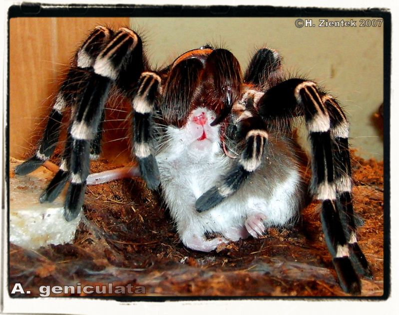 A. geniculata